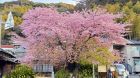 河津桜原木