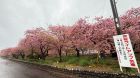 館橋桜並木